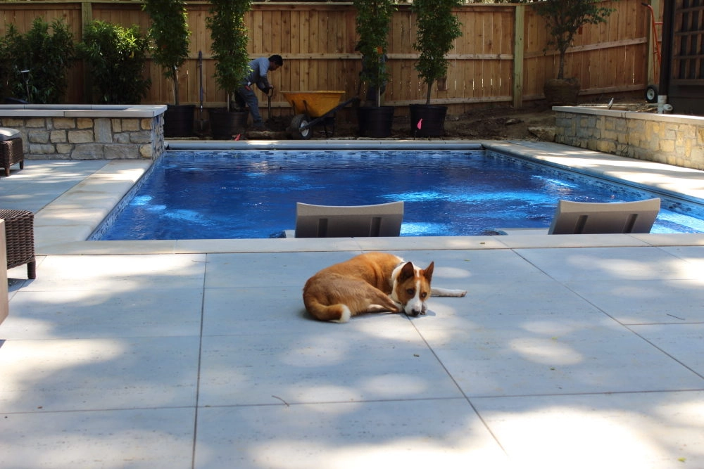Is it ok to let Dogs Swim in Swimming Pools?